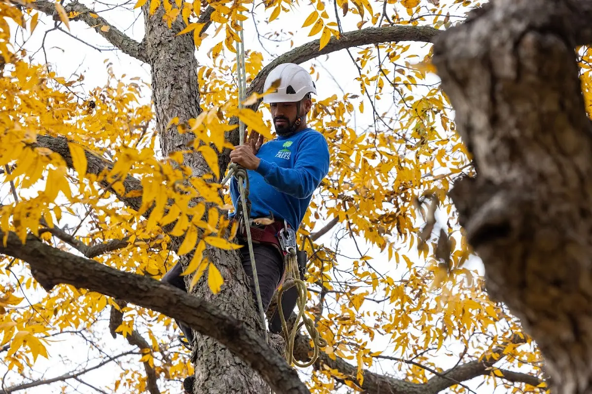 Skilled Emergency Tree Service crew working in Eckerty